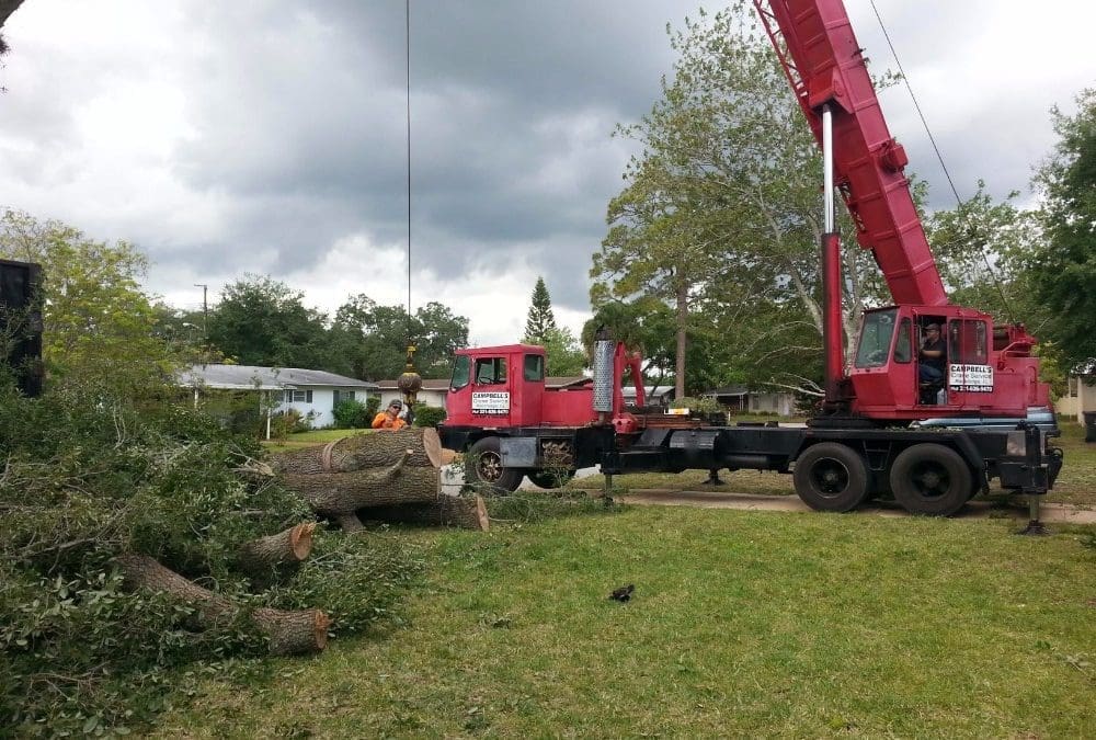 First Choice Tree Service – Your Local Experts in Tree Care